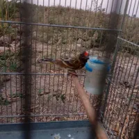 گلبسر نر ریزه خون..درشت|پرنده|تاکستان, |دیوار