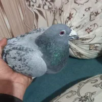 مشک بر توتا