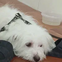 سرگرمی.فوری|سگ|تهران, اکباتان|دیوار