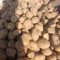 سیب زمینی جیلی