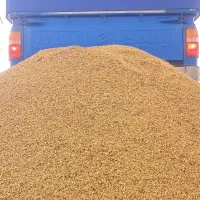 فروش چلتوک عنبربو شوشتر خشک