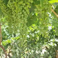 باغ متری ۳۵۰ هزار تومن