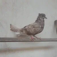 ماده اشعل ۱۴ پر