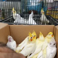 جوجه عروس لوتینو و آلبینو سرلاکی کیفیت بالاودونخور|پرنده|خورموج, |دیوار