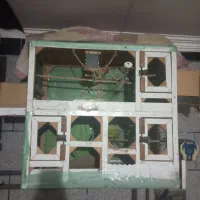 قفس عروس هلندی