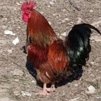 خروس و جوجه خروس محلی