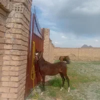 اسب|حیوانات مزرعه|اصفهان, بابوکان|دیوار