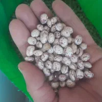 لوبیای چیتی و پنیر محلی گاوی