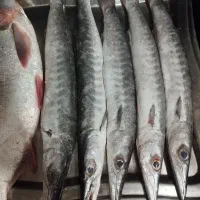 فروش ماهی انلاین