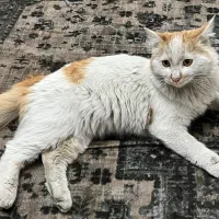 واگذاری گربه