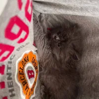 واگذاری گربه|گربه|اصفهان, باغ زرشک|دیوار