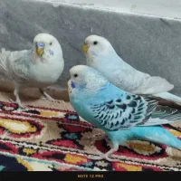 فروش مرغ عشق 800