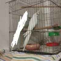 عروس هلندی آلبینو نر