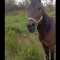 اسب کرد|اسب و تجهیزات اسبسواری|فومن, |دیوار