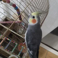 عروس هلندی سخنگو