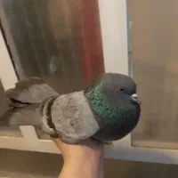 کفتر پرشی سبز ماده ،پشت زرد معاوضه باطوطی برزیلی|پرنده|محمدشهر, همایون ویلا|دیوار