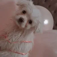 سگ پا کوتاه ناز|سگ|قدس, شهرقدس|دیوار