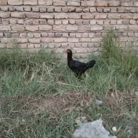 لاری|حیوانات مزرعه|مینودشت, |دیوار