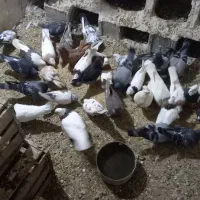 باسلام کبوتررنگی پرشی پلاکی بهترین نژاد برافروش