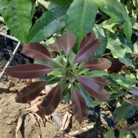 نهال انبه اصلاح شده|خدمات باغبانی و درختکاری|کهنوج, |دیوار