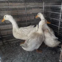 فروش اردک