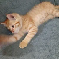 گربه فروشی چشم عسلی عادتی|گربه|تربت جام, المهدی|دیوار