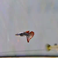 گوپی ویژه وارداتی|ماهی|اهواز, کوی مهدیس|دیوار