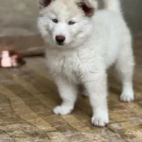 سامویید|سگ|آستارا, |دیوار