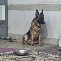 سگ ژرمن شپرد|سگ|اندیمشک, |دیوار