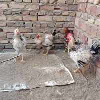 خروس