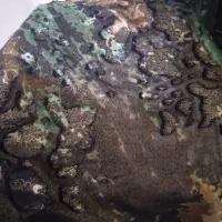 لباس مجلسی ۳۰۰هزار|لباس|هشتگرد, شهرک ارم غربی|دیوار