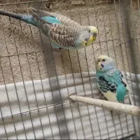 6 عدد مرغ عشق مولد فوری