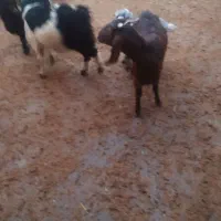 دو‌عدد‌بز‌غاله‌چاق‌واسه‌شب‌چله