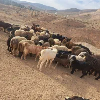 گوسفند زنده کهره وبره