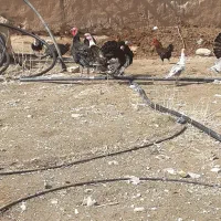 بوقلمون|پرنده|بزینه رود, |دیوار