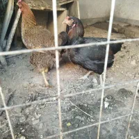 مرغ اصل لاری تخم گذار امسالی درجه یک