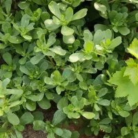 سبزی خرفه تازه و ارگانیک