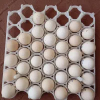 تخم نطفه دار مرغ زینتی،غاز،بوقلمون /مامونیه