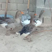 غاز|حیوانات مزرعه|اسلام‌‌آباد غرب, |دیوار