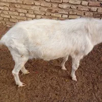 دوبر سانن و کهره سانن بذری|حیوانات مزرعه|خرامه, |دیوار