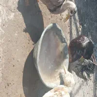 اردک|حیوانات مزرعه|یزد, |دیوار