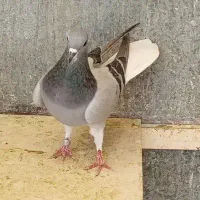 ماده خرقه کیپ دم پاک دارین