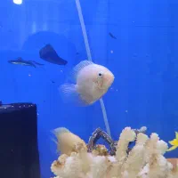 ماهی آکواریوم|ماهی|مسجد سلیمان, |دیوار