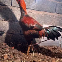 خروس لاری ۱۰ ماهه