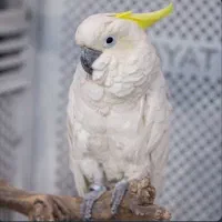 پذیرش سرپرستی کاکادو با بهترین شرایط خانگی