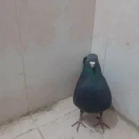 کبوتر