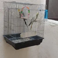 عروس هلندی جفت