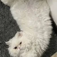 گربه