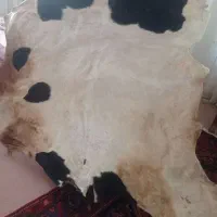 پوست تخت گوساله