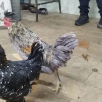 مرغ و خروس لهستانی|حیوانات مزرعه|محمدشهر, یزدیها|دیوار